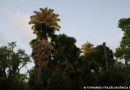 Palmeiras raras florescem no Parque do Flamengo após 60 anos