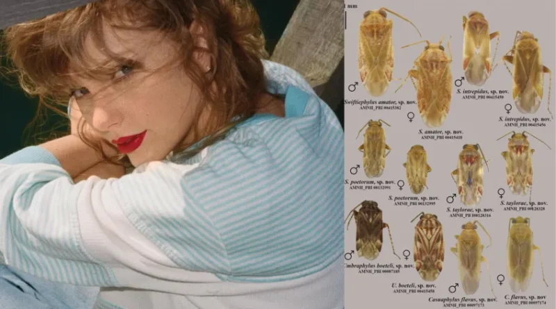 Eras da Taylor Swift viram nomes de novos percevejos como homenagem • Reprodução | redes sociais | Insect Systematics and Evolution