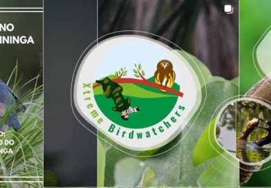 Passarinhada no Parque Orla Piratininga reúne público de todas as idades neste domingo em Niterói