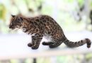 Pesquisador brasileiro lidera descoberta de inédita espécie de felino nas florestas da Bolívia