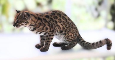 Pesquisador brasileiro lidera descoberta de inédita espécie de felino nas florestas da Bolívia