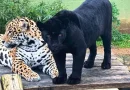 Nova moradora do Zoo Pomerode, jovem onça-pintada melânica reforça ações de conservação genética da espécie