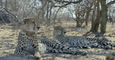 Guepardos na série África: Garras e Mandíbulas