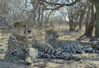 Guepardos na série África: Garras e Mandíbulas