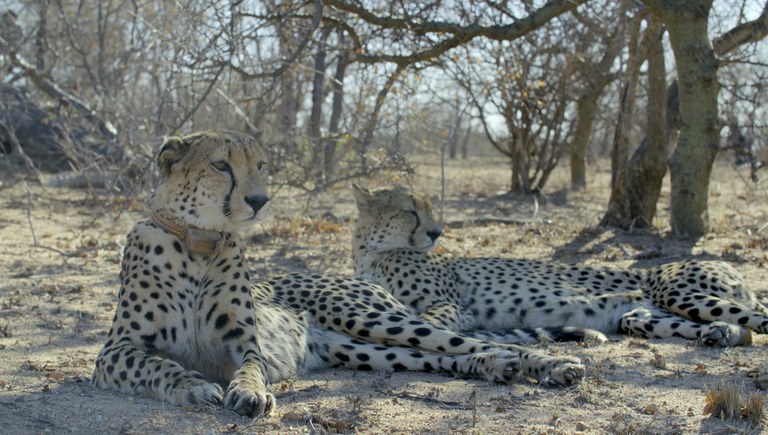 Guepardos na série África: Garras e Mandíbulas