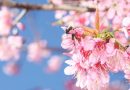 Fundação Jardim Botânico de Poços de Caldas abre inscrições para concurso de fotografia