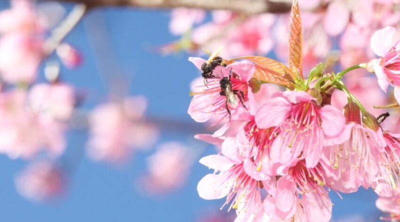 Fundação Jardim Botânico de Poços de Caldas abre inscrições para concurso de fotografia