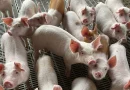 Bem-estar animal é proposto como pilar estratégico para reduzir uso de medicamentos na pecuária