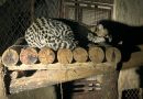 Projeto Zoo Noturno promove imersão gratuita na vida silvestre em Salvador