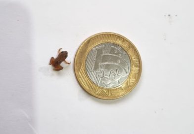 Espécie raríssima de anfíbio com menos de dois centímetros é localizada em Nova Friburgo