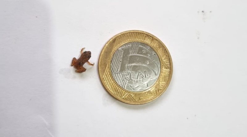 Espécie raríssima de anfíbio com menos de dois centímetros é localizada em Nova Friburgo