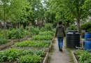 Legado verde no Queens: horta comunitária financiada por 50 Cent completa quase duas décadas de funcionamento nos Estados Unidos